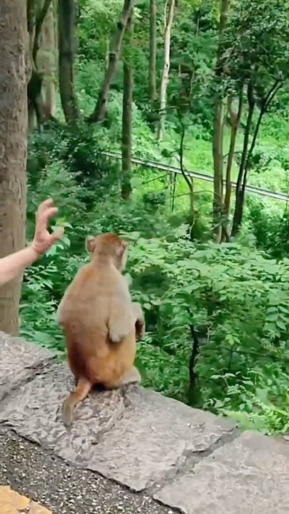 Surprised by a daydreaming monkey #shorts #viralvideo #funny