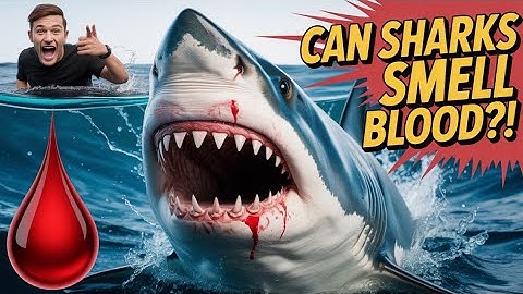 "Can Sharks Really Smell a Drop of Blood? 🦈 | Shark Experiment Explained" #usa #SharkExperiment 