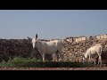 Documentary on nomads of halar