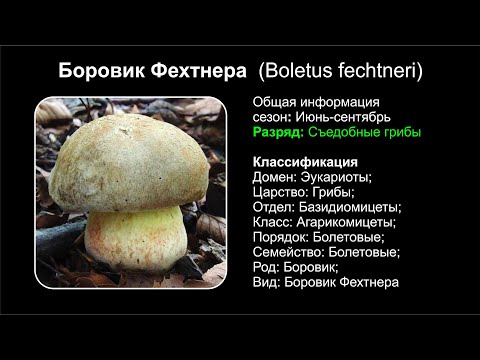 Боровик Фехтнера (Boletus fechtneri)