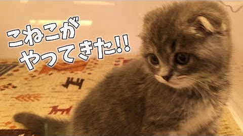 まんまる猫 つむチャンネル Youtube