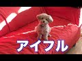 にらめっこ対決！！絶対目をそらしてしまう子犬ww