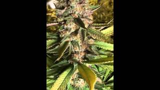 6000 watt Co2 grow dedicated to NugBuckets Style Main-Lining Technique Part 7 Ken Estes GDP PJR