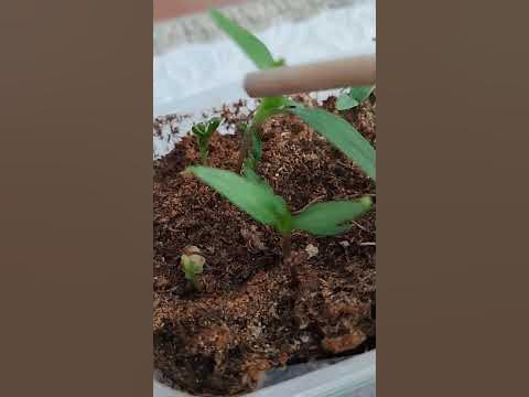 ПЕРЕЦ АЛТАЙСКИЙ ПЛОДОВИТЫЙ P.S...🌱🌶️ #рассада #перец - YouTube