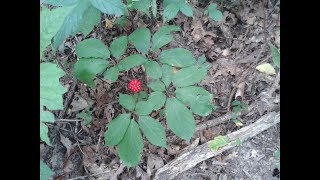 Cleaning Ginseng for Market