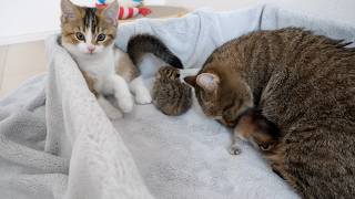 Kitten Nico imitates mother cat to take care of the kitten, but not very well!
