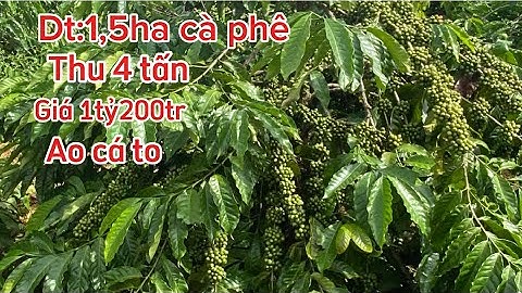 Rẻ thật 1.5ha phun cà phê nguồn thu 4 tấn ao cá to nước tưới tẹt ga thân đất triền đẹp giá rẻ bèo