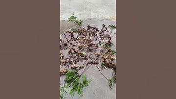 #sâm_ngọc_linh_rừng Lô sâm rừng tự nhiên tổng 2,8kg vừa xuống núi  #sâm_ngọc_linh_rừng