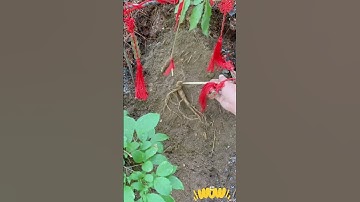 running trees ginseng #viral #shorts #Wild Medicinal Materials