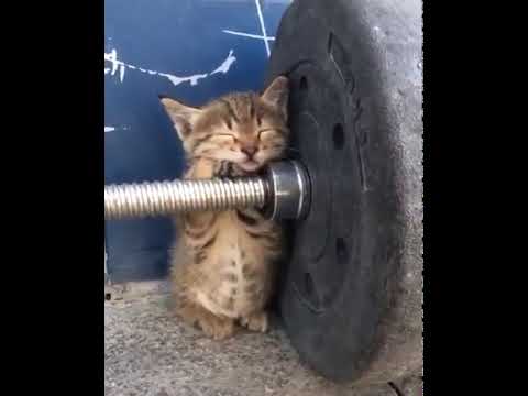 kitten gym