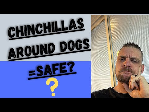 Video: 5 Grunner Til å Kjøpe En Chinchilla