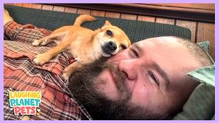 He Adopted the Tiniest Chihuahua… Now She Won’t Leave His Side