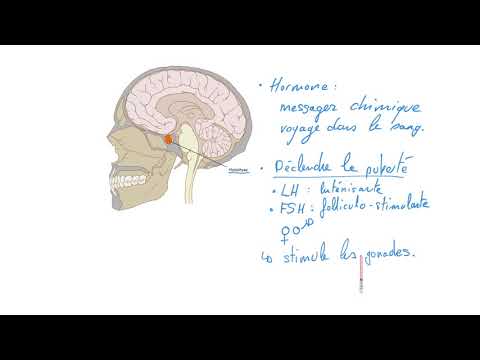 Hormones, puberté et cycle menstruel !