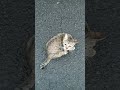 コモモちゃん❕️こんななりました⁉️そして、ウリ太郎は⁉️6月5日金曜日❕️ #cat #cat #元気になる動画 #元気お届け #好きな子猫 #保護猫 #子ネコ #cute #猫のいる暮らし