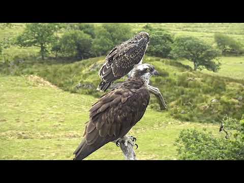 Bywyd Gwyllt Glaslyn Wildlife - Ffrwd Byw / Live Stream