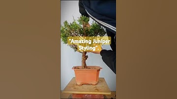 "Mastering Juniper Bonsai Styling & Wiring". #shortvideo #short