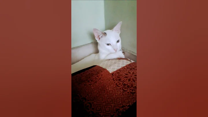 Video 10096681: cat kitten kitty cute, cute cat shower, pets