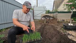 We plant onions. Onions through seedlings - fruitful and very simple!