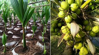 How to grow coconut to get hold more fruit | Coconut farm | Coconut Factory - coconut crops