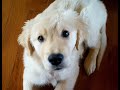 Our Golden Retriever, Maddie, Escapes Her 1st Puppy Training Class
