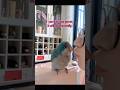 If you kiss this parrot, it will nod excitedly. #birds #parrot #cute #parrots #pets #shorts