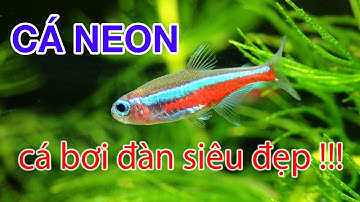 Cá neon - cá thuỷ sinh bơi đàn siêu đẹp (có thuyết minh)