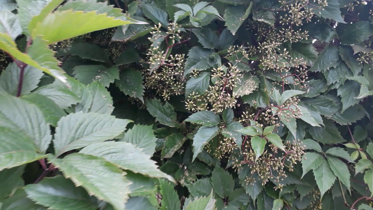 Пчелиный рай  в  цветущем девичьем винограде (Parthenocissus quinquefolia)