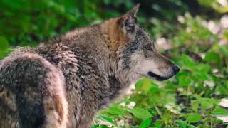 Iberischer Wolf Animals by ONLINE THEPLANET 34 views 3 years ago 35 seconds