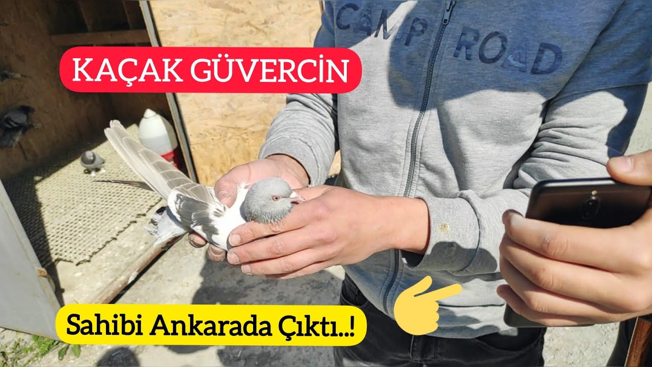 OYUNLU KAÇAK SABUNİ YAKALADIK - SAHİBİ ANKARA'DA ÇIKTI - KAÇAK GÜVERCİN YAKALAMA