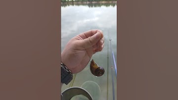 Người ta móc ốc câu hàng. Còn mình câu hàng móc dô con ốc 😂 #câucá #fishing #câuđài #câucábàrịa