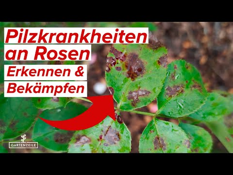 Video: Häufige Rosenkrankheiten: Anzeichen, mögliche Ursachen und Vorbeugung