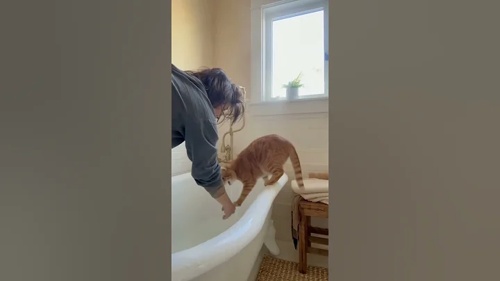 Watch the video about OMG! Cat Falls Into Bathtub and Goes Crazy 😹💦