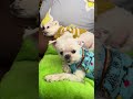 Sleepy sleepy #dogsoftiktok #dog #maltese #puppytiktok #puppyreels