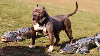 10 Dog Breeds with Superior Genetics by ViralBe 3,680 views 3 weeks ago 6 minutes, 48 seconds