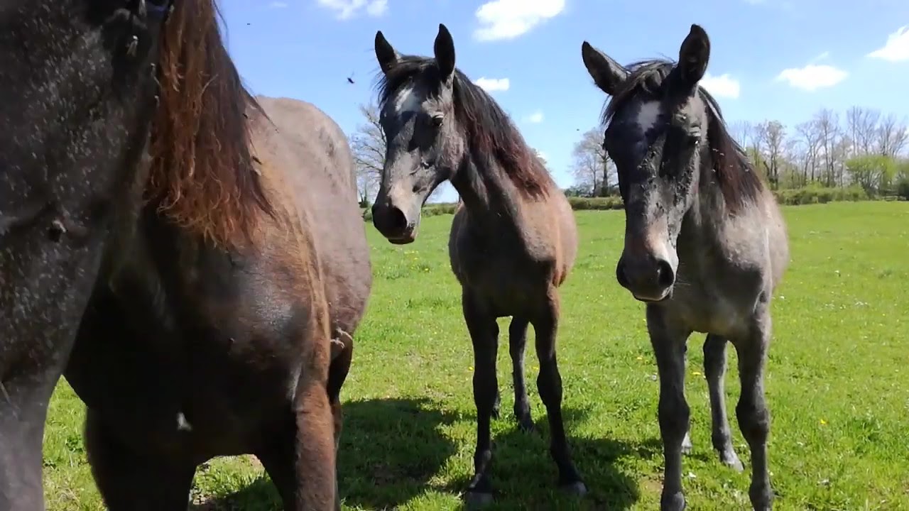 Foals 2018 Lipizzans Favory Siglavy Favory Neapolitano Favory Favory