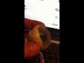 Ball python perfect shed Ball python perfect shed