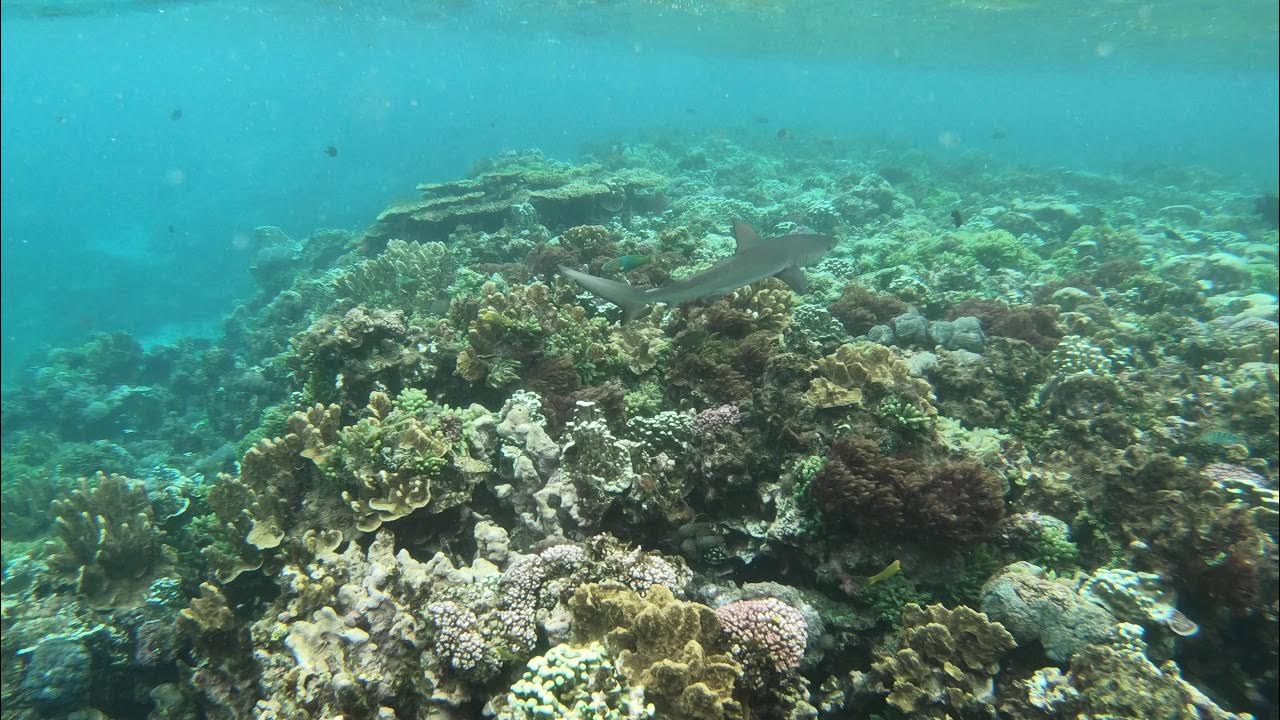 Galapagos shark at Erscott's Hole, the lagoon, Lord Howe Island 19