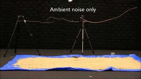 New Tech: Birds Problem Solution - Sonic Nets