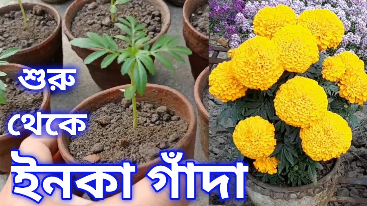 Opulent Raju ইনকা গাঁদা ফুল গাছের যত্ন ও সম্পূর্ণ পরিচর্যা পর্ব ০১/২০২২-২০২৩ My ...