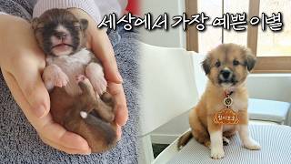 220g으로 태어나 혼자 살아남았던 작은 아기 입양갑니다.임시보호종료ㅣ1인가구 유기견 임시보호
