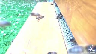 Bee's are dumb #shorts