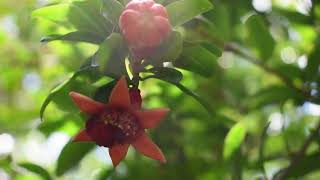 Wonderful Nature | Soft Background Learning | Beautiful Scenery screenshot 2