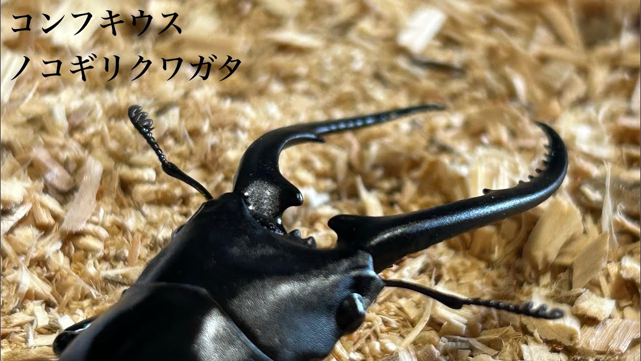 伊豆諸島の珍種 ミクラミヤマクワガタの紹介と産卵セット【クワガタ