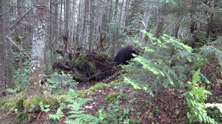 Connie and Brian meet an Adirondack Bear