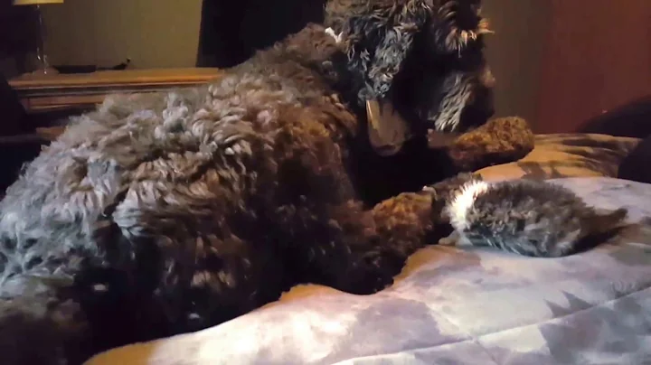 Dog meets newborn kitty