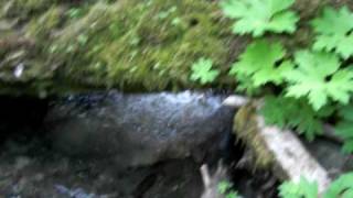 North Fork Cispus River - Galena Falls
