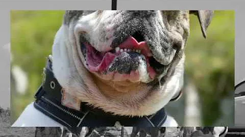 Come si manifesta la dermatite nel cane?