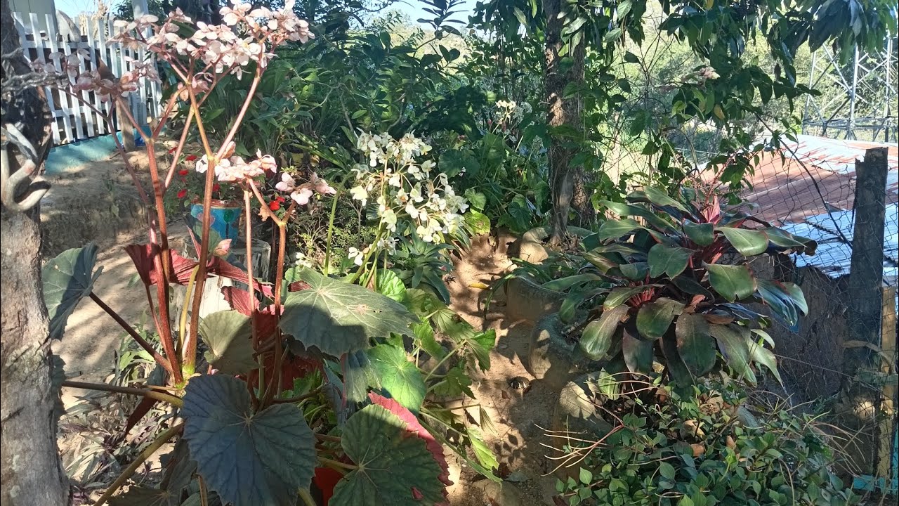 YO SIEMPRE ENAMORADA CADA UNA DE MIS PLANTAS AQUÍ TE MUESTRO UNAS CUANTAS 