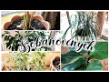 SZOBANÖVÉNYEK GONDOZÁSA 🌿🌵 | ÁTÜLTETÉSE | RELAX HATÁS 💆🏻‍♀️| @megcsinalod_anyuci