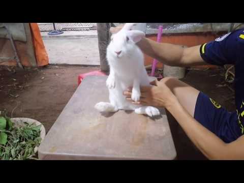 Video: Cách Chọn Giống Thỏ
